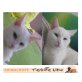 MAJA und SAMIRA, Tierschutz - Katze