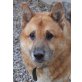 MAJKO, Pflegestelle Oberösterreich, braver, geselliger SCHÄFER-(CHOW-CHOW)Mix - Rüde