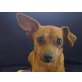MAJLO, sehr gelehriger,wachsamerPinscher Mischling - Rüde