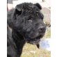 MAKON, Pflegestelle Niederösterreich, Shar Pei-Mix - Rüde