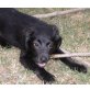 MALIE, MALIE Amy, Pflegestelle Wien Welpen - Hündin