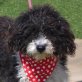 MALINKA - Linares, Perro de Agua Espanol, kastriert - Hündin