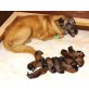 MALINOIS WELPEN, Malinois - Rüde