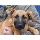 MALISSA, Malinoismischling,Pflegestelle NÖ u.Wien Welpen - Hündin