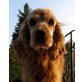 MALLY - Pflegestelle Niederösterreich, liebevolle, anhängliche SPANIEL - Hündin