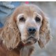 MALLY - Pflegestelle Österreich, Spaniel - Hündin