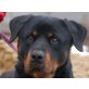 MALON, Pflegestelle Niederösterreich, Rottweiler - Rüde