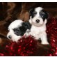 MALTESER/SHI TZU Welpen - Hündin