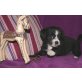 MALTESER SHI TZU Welpen - Hündin