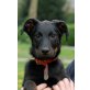 MAMA , Beauceron - Hündin