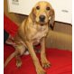 MANDO sucht Pflege- oder Fixplatz, Beaglemix - Rüde