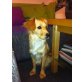MANDY 7, Pflegestelle Tirol, süßer kleine Kuschelmaus - Retriever/Spitzmix - Hündin