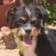 MANDY, Terrier-Mischling - kastriert Welpen - Hündin