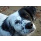 MANI, English-Setter, kastriert, ca. 2 Jahre - Hündin