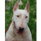 MANKA, Pflegestelle Tirol, liebe, menschenbezogene Bullterrier - Hündin