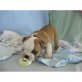 MANN UND FRAU ENGLISH BULLDOG PUPPIES, Englische Bulldogge - Hündin