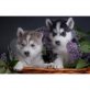 MANN UND FRAU HUSKY WELPEN VERFÜGBAR, Siberian Husky - Rüde