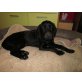 MANNI, Labradormix klein, PS Wien - Rüde