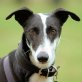 MANOLO, Galgo - Rüde