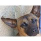 MANOLO, Miniaturausgabe von ein.Malinois/Mischlg. - Rüde