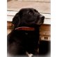 MANYA, Pflegestelle Wien, KATZENFREUNDIN - ruhige, dankbare LABRADORmix - Hündin