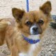 MAPETITE, Chihuahua (Mix?), kastriert, ca. 3-4 Jahre - Hündin