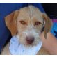 MAR - kastriert, Griffon Fauve de Bretagne Mix - Hündin