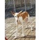 MARCHESSA, Podenco Canario - Hündin