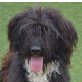 MARGARITA, Perro de Agua Mischling - Hündin