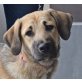 MARGOT - unkastriert, Herdenschutzhund Mix Welpen - Hündin