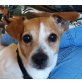 MARIA, Jack Russelhündin, kastriert - Hündin