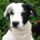 MARIA - unkastriert, Spanischer Jack-Russel-Mix Welpen - Hündin