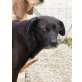 MARIA zerstörtes Vertrauen, Labrador - Mix - Hündin