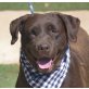 MARIBEL - Linares, Labrador Retriever - kastriert - Hündin