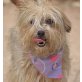 MARICHEN, Yorkshire-Terrier-Mix, kastriert - Hündin