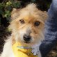 MARIETTA - Ubeda, Fox-Terrier-Mischling, kastriert - Hündin