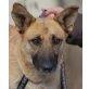 MARILE, Pflegestelle Niederösterreich, Selbstbewusste, hübsche Corgi/Dackelmix - Hündin