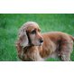 MARILLE, Pflegestelle Wien, KUSCHELMAUS! Cockerspaniel - Hündin