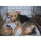 MARILYN, Yorkie Mix - Hündin