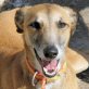 MARINA, Galga, kastriert, 2-3 Jahre alt - Hündin