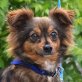 MARINA - Ubeda, Chihuahuamischling - kastriert - Hündin