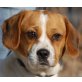 MARINKA - Pflegestelle Niederösterreich, katzenliebe, dankbare BEAGLE-MOPS-Mix - Hündin
