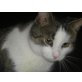 MARIO, Tierschutz-Kater - Kater