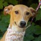 MARIO - Ubeda, Galgo-Mischling - kastriert Welpen - Rüde