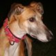 MARISOL, Galgo Español - Hündin