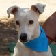 MARITHE - kastriert, Bodeguero Andaluz = span. Jack-Russell - Hündin