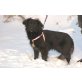 MARKA, Pflegestelle Oberösterreich, AUS DER TÖTUNG GERETTET! Kleine Spitz/Spaniel - Hündin