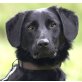 MARLEY 11, Niederösterreich, Aufmerksamer anlehnungsbedürftiger - Rüde