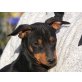 MARLINO, Pinscher, Pflegestelle Stmk. Welpen - Rüde