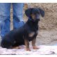 MARNY - Pflegestelle Wien, kleine, freundliche Dachsbracken-Mix - Hündin